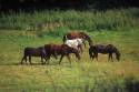 horses grazing